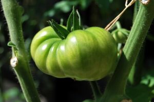 unreife Tomate im Kübel