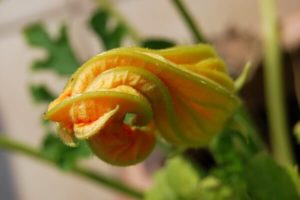 Zucchini Blüte
