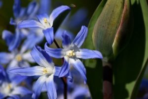 Zwiebelblumen