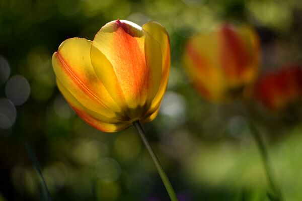 Zwiebelpflanzen Tulpen