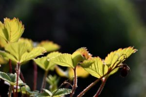 Erdbeeren Blätter