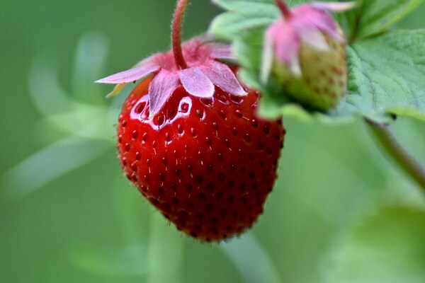 Reife und unreife Erdbeeren