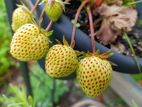 Unreife Erdbeeren im Topf