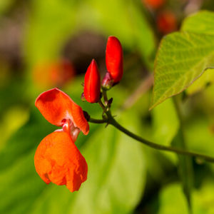 Blüten einer Feuerbohne
