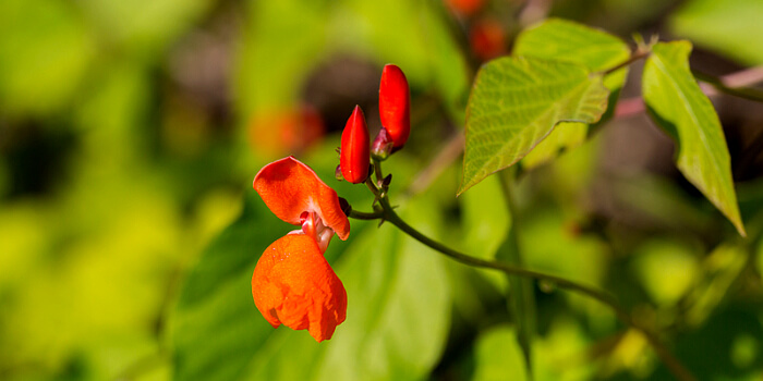 Blüten einer Feuerbohne