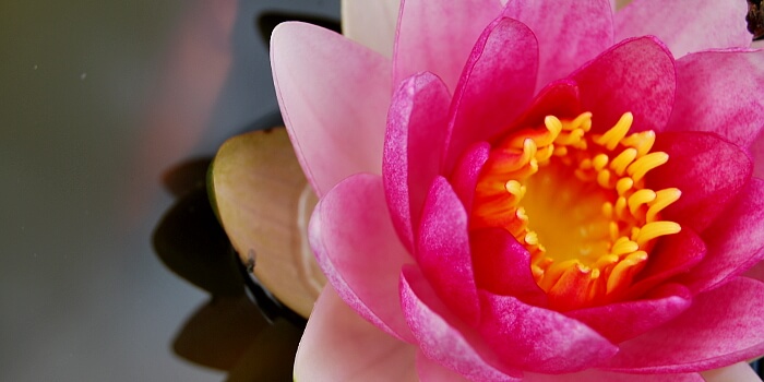 So macht der Gartenteich Spaß