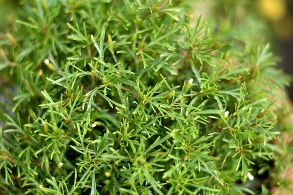 Lakritztagetes Lakritztagetes
