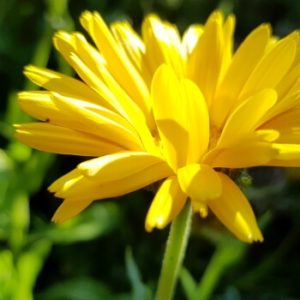 Ringelblume