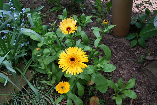 Ringelblumen im Beet