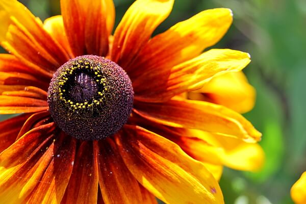 Rudbeckie Rudbeckie