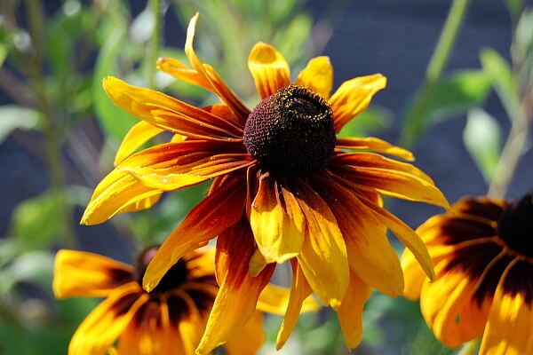 Rudbeckien Rudbeckien