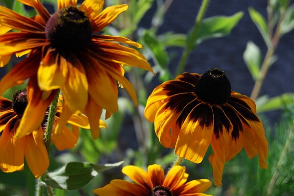 Rudbeckien Rudbeckien