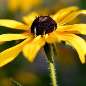 Rudbeckie