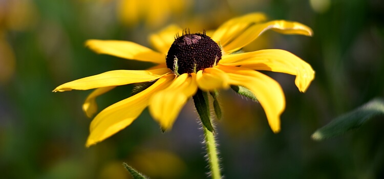 Rudbeckie