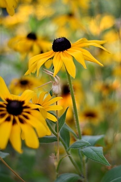 Rudbeckien Rudbeckien