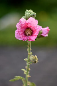 rosa Stockrose im Vorgarten