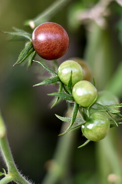 Tomaten im Freiland - braune Tomaten