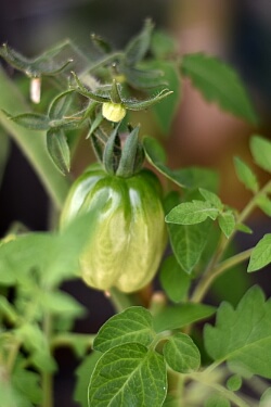 Tomaten im Freiland