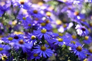 Herbstastern