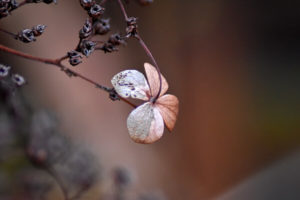 Kletterhortensie im Herbst