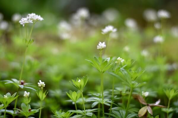 Blühender Waldmeister
