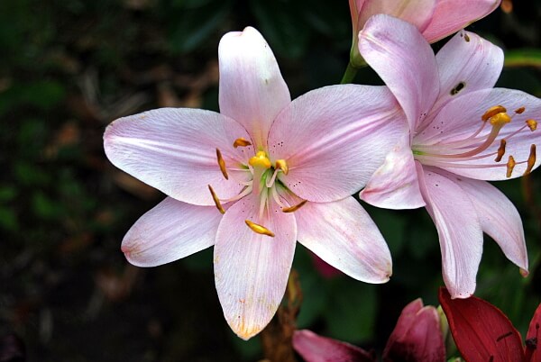 Lilien Lilien