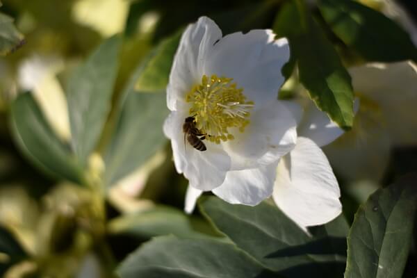 Christrose Christrose