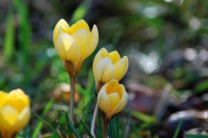 Krokusse