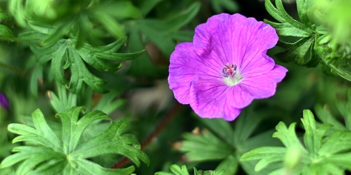 Storchschnabel – Sorten- und Artenvielfalt für den Garten