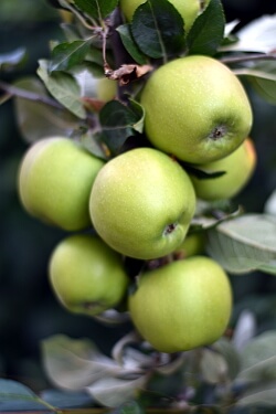 Garten im Herbst - Äpfel