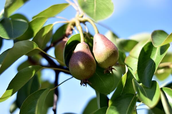 Garten im Herbst - Birnen