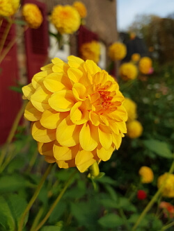 Garten im Herbst - Dahlie