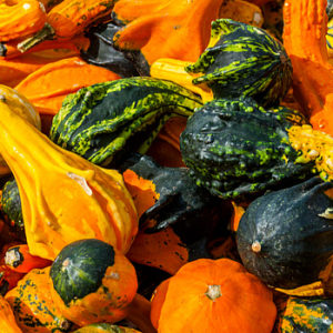 Gartentipps im Oktober Kürbisse