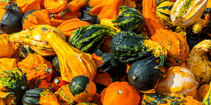 Gartentipps im Oktober Kürbisse