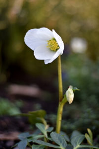 Winterbepflanzung Christrose