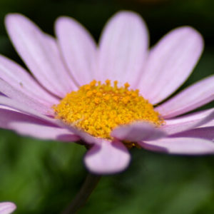 Balkonpflanzen mit rosa Blüten