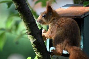 Eichhörnchen in den Garten locken