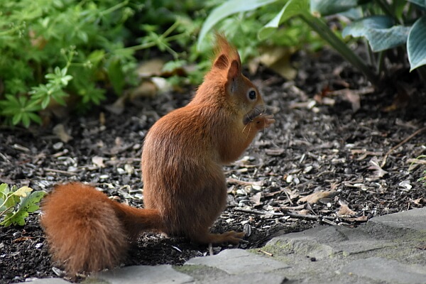 Eichhörnchen im Garten