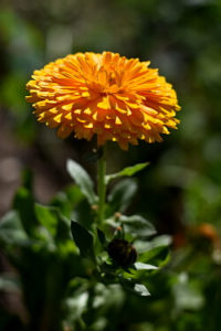 Ringelblume als Gründünger