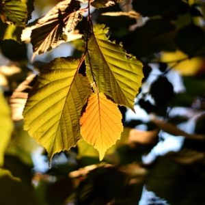 Lauberde selbst herstellen