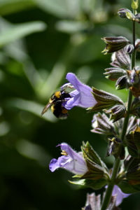 Salbei Blüte mit Wildbiene