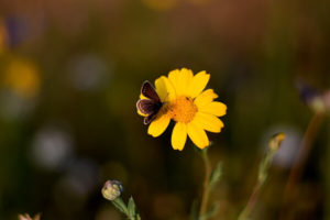 Wildwiese