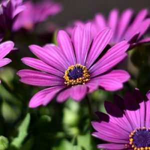 Balkonpflanzen mit lila Blüten - Kapkörbchen