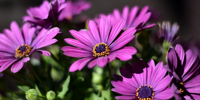 Dürfen auf keinen Fall fehlen: Balkonpflanzen mit lila Blüten