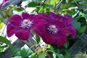 Clematis an einer Rankhilfe