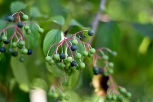 Unreife Beeren am Hartriegel