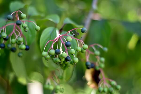 Unreife Beeren am Hartriegel Unreife Beeren am Hartriegel