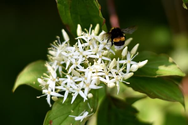 Hartriegel mit Insekt an den Blüten Hartriegel mit Insekt an den Blüten