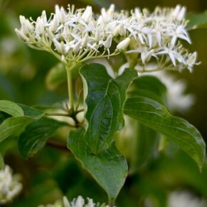 Blühender Hartriegel im Garten