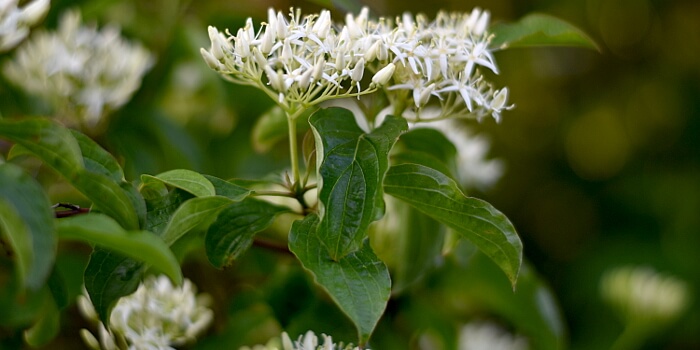 Blühender Hartriegel im Garten